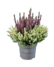 Heidekraut (Calluna Colour Crown) für 2,99 € bei Lidl im Angebot Heidekraut (Calluna Colour Crown) im aktuellen Lidl Prospekt