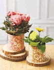 Plante fleurie en promo chez Super U Plante fleurie dans le catalogue Super U