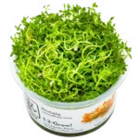 Les 3 plantes aquatiques In vitro en promo chez Truffaut Bordeaux à 11,99 €