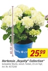 Aktuelle Hortensie Angebote bei toom Baumarkt in Cottbus Aktuelles Hortensie „Royalty Collection“ Angebot bei toom Baumarkt in Cottbus ab 25,99 €