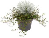 Aktuelles Mühlenbeckia und Stacheldrahtpflanze Angebot bei Penny in Solingen (Klingenstadt) ab 1,99 €