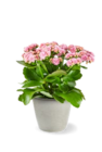 Kalanchoe bei Kaufland im Gröbenzell Prospekt für 2,49 €