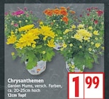 Chrysanthemen bei EDEKA im Hennigsdorf Prospekt für 1,99 €