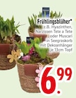 Frühlingsblüher von  im aktuellen EDEKA Prospekt für 6,99 €