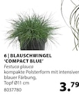 Blauschwingel 'Compact Blue' im Dehner Garten-Center Prospekt Blauschwingel 'Compact Blue' von im aktuellen Dehner Garten-Center Prospekt für 3,79 €