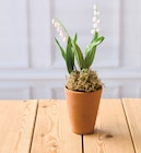 Muguet 2 Griffes - U en promo chez Super U Toulon à 3,91 €