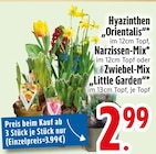 Hyazinthen "Orientalis", Narzissen-Mix oder Zwiebel-Mix im aktuellen EDEKA Prospekt für 2,99 €