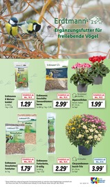 Alpenveilchen Angebote im Prospekt "LIDL LOHNT SICH" von Lidl Alpenveilchen Angebote im Prospekt "LIDL LOHNT SICH" von Lidl auf Seite 65