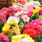 ZG Raiffeisen Bühl - Gerbera Angebot im Prospekt Gerbera bei ZG Raiffeisen im Bühl Prospekt für 2,99 €