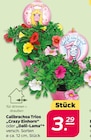 Calibrachoa Trios „Crazy Einhorn“ oder „Dalli-Lama“ für 3,29 € bei Netto mit dem Scottie im Angebot Calibrachoa Trios „Crazy Einhorn“ oder „Dalli-Lama“ im aktuellen Netto mit dem Scottie Prospekt