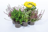 Herbstpflanzenmix bei Lidl im Heilbronn Prospekt für 5,99 €