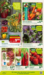 Erdbeeren im Pflanzen Kölle Prospekt "Doppelte Liebe, doppeltes Fest!" auf Seite 10