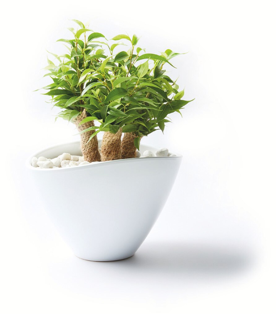 Arrangement ficus