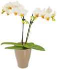 Aktuelles Orchidee Angebot bei Kaufland in Duisburg ab 8,88 €