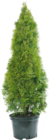 Smaragd-Lebensbaum Thuja occ. ‘Smaragd‘  im aktuellen Hellweg Prospekt für 6,99 €