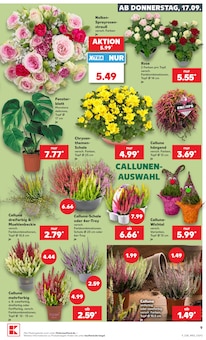 Zimmerpflanzen im Kaufland Prospekt "Hier bin ich richtig" mit 78 Seiten (Duisburg)