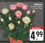 Topfrose im EDEKA Prospekt Topfrose von  im aktuellen EDEKA Prospekt fĂŒr 4,99 âŹ