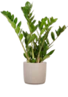 Glücksfeder von GROW by OBI im aktuellen OBI Prospekt für 12,99 €