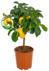 Zitronenbaum Angebote bei Kaufland Dachau für 23,99 €