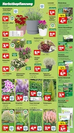Alpenveilchen Angebot im aktuellen Thomas Philipps Prospekt auf Seite 3