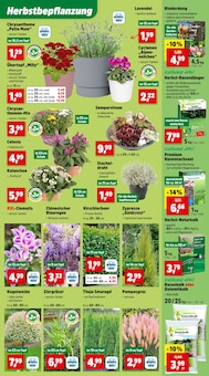 Blumen im Thomas Philipps Prospekt "Top Angebote" mit 16 Seiten (Düsseldorf)