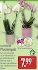 ALDI Nord Barsbüttel - Phalaenopsis Angebot im Prospekt Phalaenopsis bei ALDI Nord im Barsbüttel Prospekt für 7,99 €