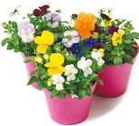 Hornveilchen Trio im aktuellen Netto mit dem Scottie Prospekt