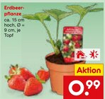 Erdbeerpflanze Angebote bei Netto Marken-Discount Remscheid für 0,99 €