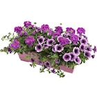 Jardinière anglaise - La jardinière de 50 cm à Botanic dans Fontaine-Étoupefour Jardinière anglaise - La jardinière de 50 cm à Botanic dans Fontaine-Étoupefour