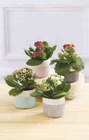 Kalanchoe en promo chez U Express La Rochelle à 2,99 €