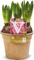 Blumenzwiebeln bei Netto Marken-Discount Blumenzwiebeln für 2,99 € bei Netto Marken-Discount im Prospekt "DU WILLST SUPERBOWL ANGEBOTE FÜR KLEINES GELD? DANN GEH DOCH ZU NETTO!"