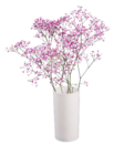 Schleierkraut (Gypsophila) im Lidl Prospekt Schleierkraut (Gypsophila) im aktuellen Lidl Prospekt für 1,99 €