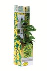 Thunbergia-Kletterpflanze im Angebot bei Lidl in Ahaus Thunbergia-Kletterpflanze Angebote bei Lidl Ahaus für 2,99 €