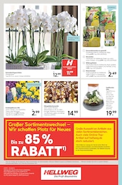 Orchidee Angebot im aktuellen Hellweg Prospekt auf Seite 24