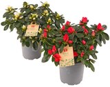 Aktuelles Azalee Angebot bei REWE in Krefeld ab 3,49 €