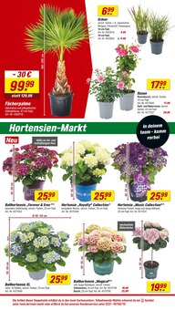 Hortensie im toom Baumarkt Prospekt "Respekt, wer's selber macht." mit 22 Seiten (Halle (Saale))
