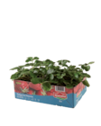 Erdbeerpflanzen von Grandiol im aktuellen Lidl Prospekt für 3,99 €