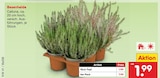 Besenheide im Angebot bei Netto Marken-Discount in Greifswald Besenheide Angebote bei Netto Marken-Discount Greifswald für 1,99 €