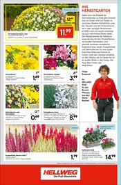 Chrysantheme Angebote im Prospekt "Die Profi-Baumärkte" von Hellweg Chrysantheme Angebote im Prospekt "Die Profi-Baumärkte" von Hellweg auf Seite 24