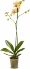 Phalaenopsis im Angebot bei Netto Marken-Discount in Düsseldorf Phalaenopsis Angebote bei Netto Marken-Discount Düsseldorf für 5,99 €