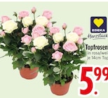 Topfrosen im EDEKA Prospekt Topfrosen von Edeka HerzstĂŒck im aktuellen EDEKA Prospekt fĂŒr 5,99 âŹ