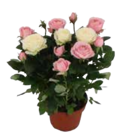 EDEKA Lüblow - Chrysanthemen Indian Summer Angebot im Prospekt Chrysanthemen Indian Summer bei EDEKA im Lüblow Prospekt für 4,99 €