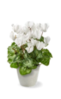 Alpenveilchen von  im aktuellen Kaufland Prospekt für 2,99 €