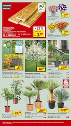 Grünpflanzen Angebot im aktuellen toom Baumarkt Prospekt auf Seite 6