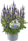 Aktuelle Lavendel Angebote bei Globus-Baumarkt in Frankfurt (Main) Aktuelles Sunny RockCollection Angebot bei Globus-Baumarkt in Frankfurt (Main) ab 3,99 €