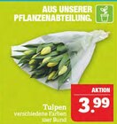 Aktuelles Tulpen Angebot bei Marktkauf in Nürnberg ab 3,99 €