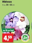 Hibiscus Angebote bei Thomas Philipps Kassel für 4,59 €