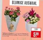 Topfrose in Filztüte Angebote bei Marktkauf Filderstadt für 5,99 €