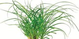 Cycas, Elefantenfuß oder Schirmpalme im aktuellen Netto mit dem Scottie Prospekt