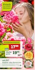 Angebot im Pflanzen Kölle Hamburg Prospekt Pflanzen Kölle Hamburg Prospekt mit im Angebot für 17,99 €